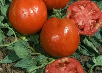tomate_corazon_1