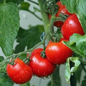 tomate_corazon_2