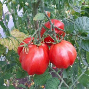 Tomate corazon