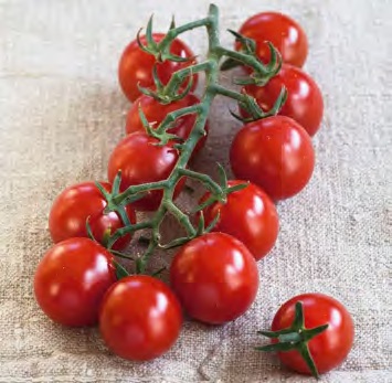 tomate_crockini