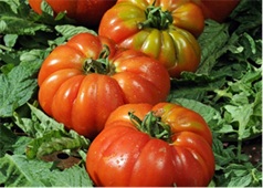 tomate_delizia