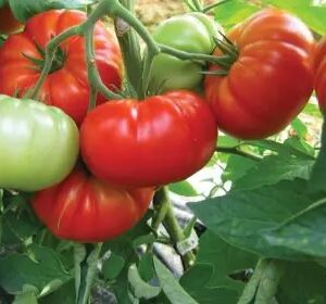 Tomate delizia