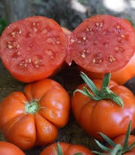 tomate_delizia_2