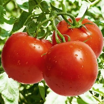 tomate_fandago_1