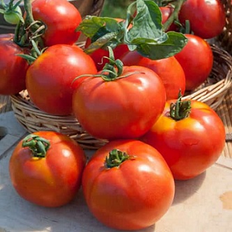 tomate_fandago_2