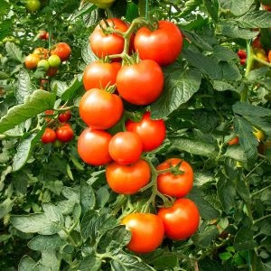 Tomate fandago