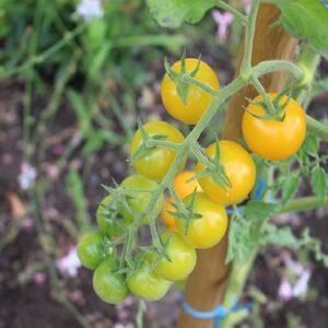 Tomate cerise Goldwin