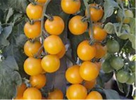 tomate_goldwin2