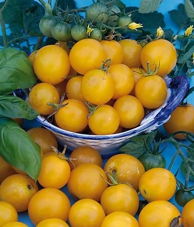 tomate_goldwin3