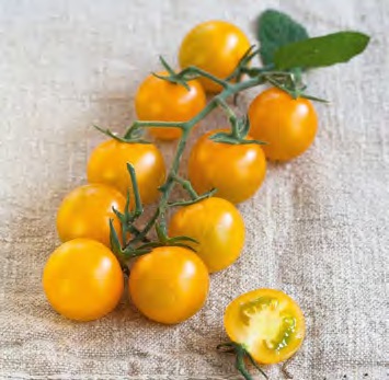 tomate_goldwin4