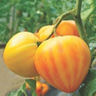 tomate_gourmansun_1
