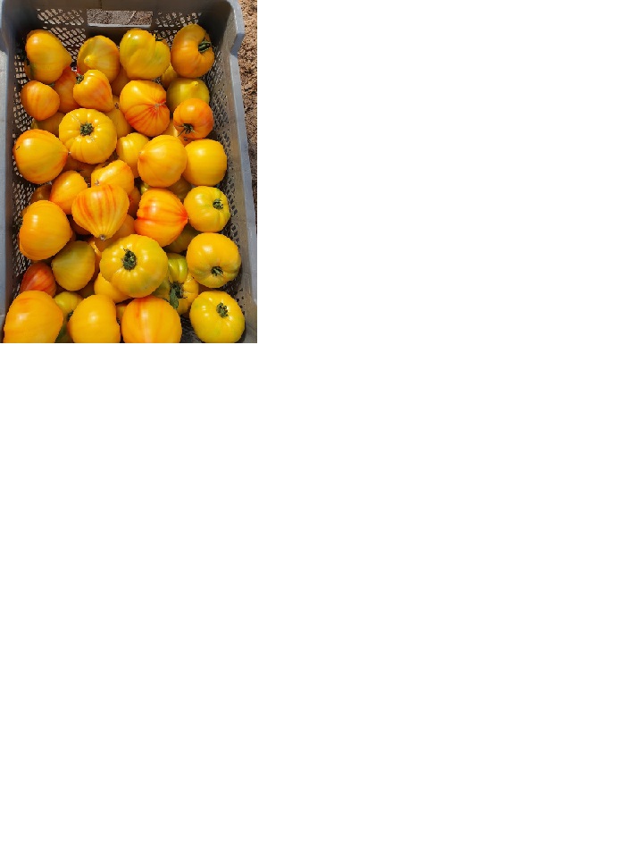 tomate_gourmansun_2
