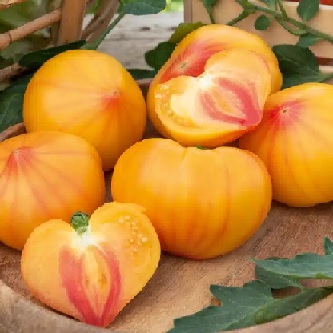 tomate_gourmansun_3