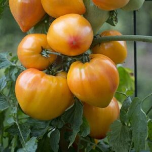 Tomate gourmansun