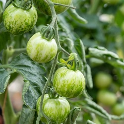Tomate green zebra