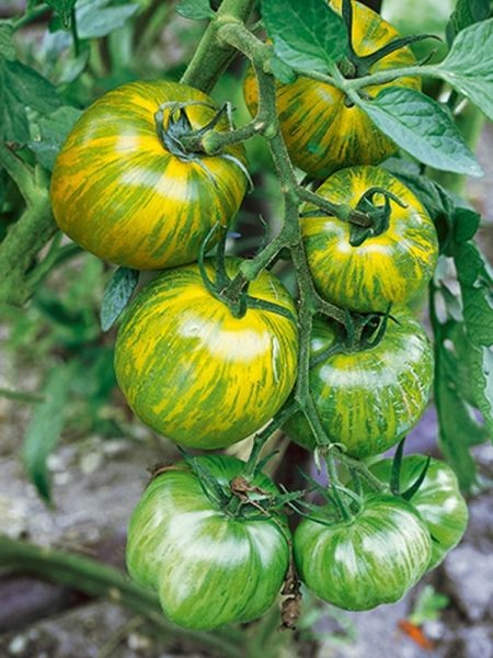 tomate_green_zebra_2