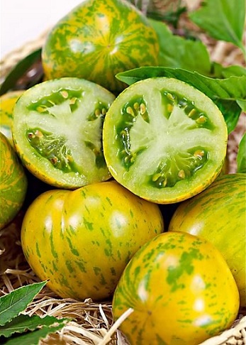 tomate_green_zebra_3