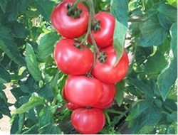 Tomate honey moon