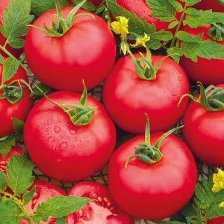 tomate_honey_moon_1