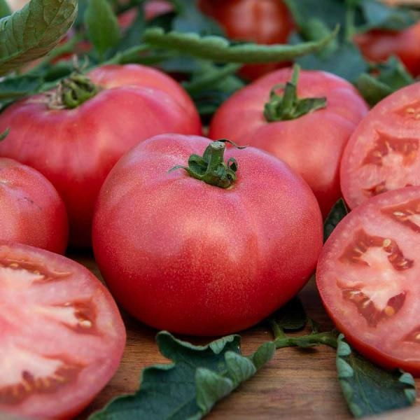 tomate_honey_moon_2