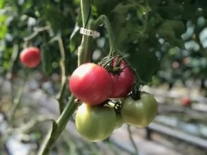 tomate_honey_moon_3