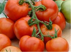 tomate_montfavet