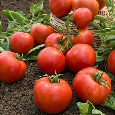 tomate_montfavet_1