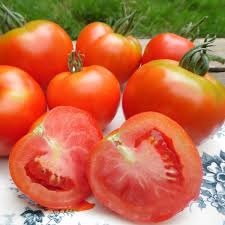 tomate_montfavet_2