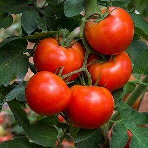 Tomate montfavet