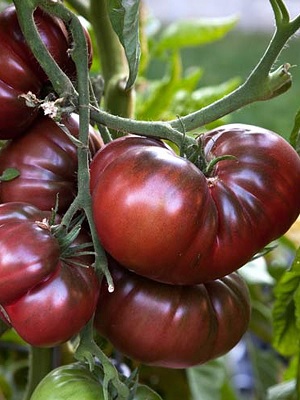 tomate_noire_de_crimee_1