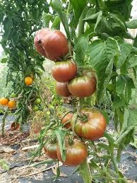 Tomate noire de crimée