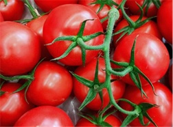 tomate_paoline