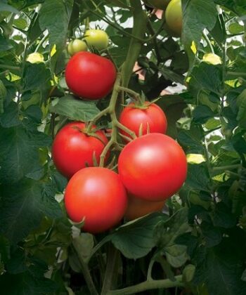 tomate_paoline_2