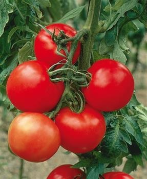 tomate_premio_2