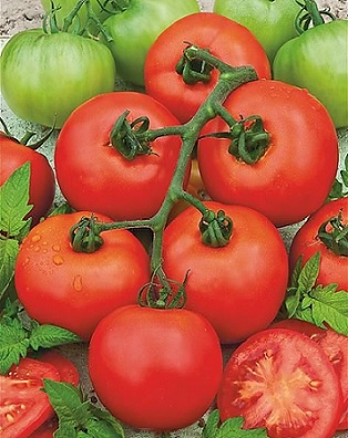 tomate_pyros
