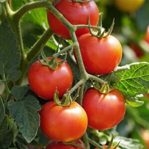 Tomate pyros