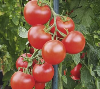 tomate_pyros_2