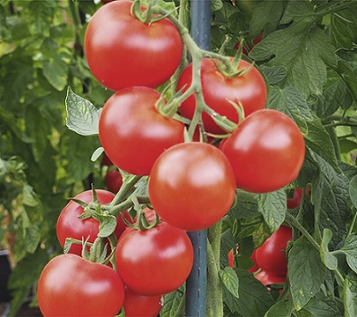 tomate_pyros_2